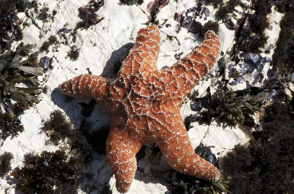 [:es] Las estrellas de mar se están volviendo viscosas y esta podría ser la causa [:]