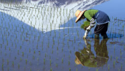 [:es]New genetic tricks for boosting crop yield take clues from ancient farmers[:]