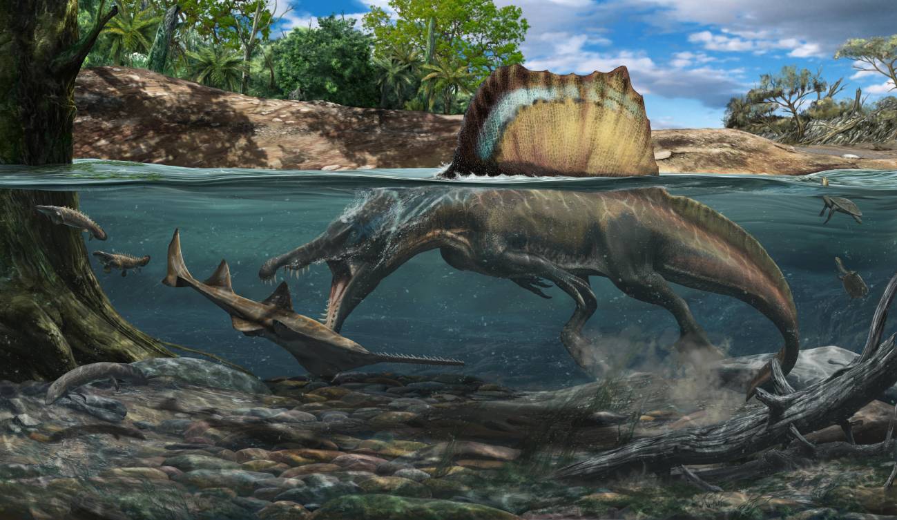 [:es]Así logró cazar bajo el agua el ‘Spinosaurus’, el dinosaurio carnívoro más grande del mundo[:]