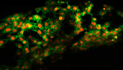 [:es]Cells Blaze Their Own Trails to Navigate Through the Body[:]
