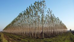 [:es]La paradoja de la reforestación: podría agravar el cambio climático[:]