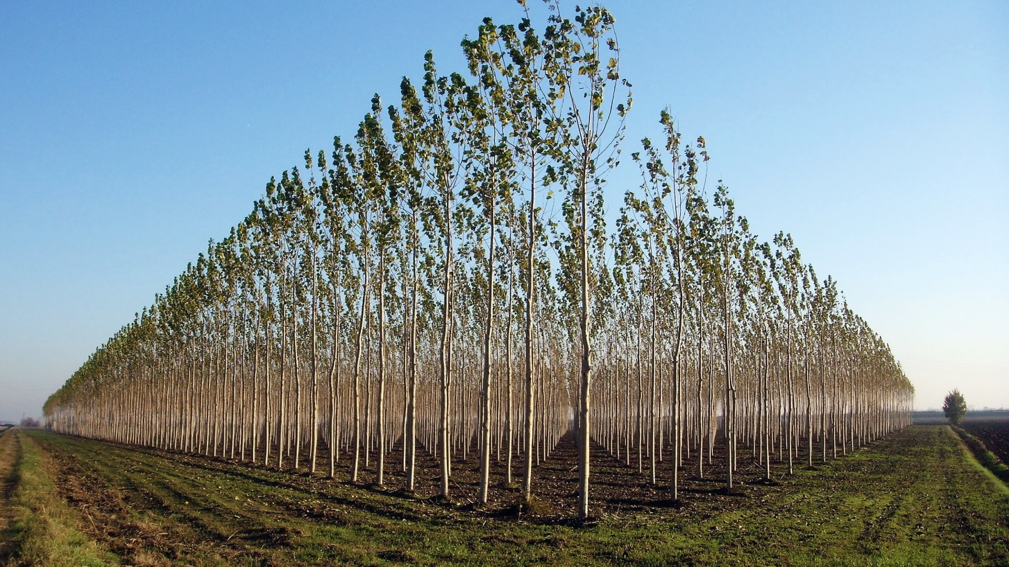 [:es]La paradoja de la reforestación: podría agravar el cambio climático[:]