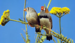 [:es]Do birds have language? It depends on how you define it.[:]