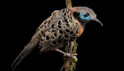 [:es]Las aves del bosque panameño desaparecen sin que se sepa por qué[:]