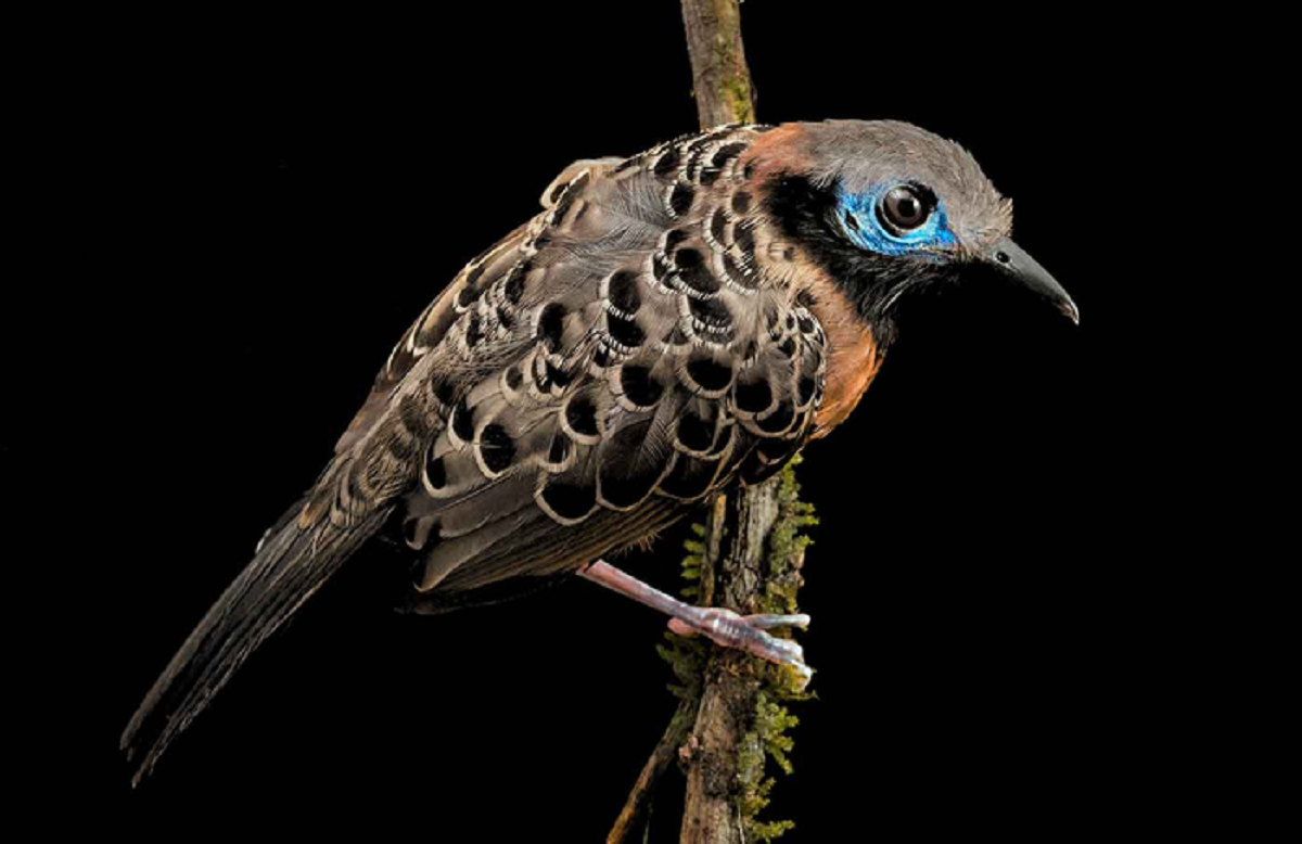 [:es]Las aves del bosque panameño desaparecen sin que se sepa por qué[:]