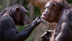 [:es]Los chimpancés ‘reconocen’ los cráneos de sus muertos[:]