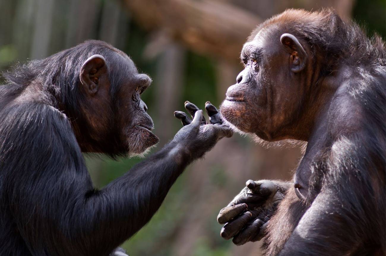 [:es]Los chimpancés ‘reconocen’ los cráneos de sus muertos[:]