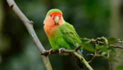 [:es]Scientists Found an Animal That Walks on Three Limbs. It’s a Parrot[:]