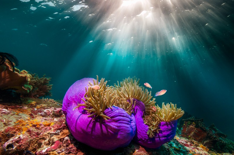 [:es]A common sunscreen ingredient turns toxic in the sea — anemones suggest why[:]