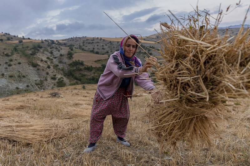 [:es]Ancient DNA maps ‘dawn of farming’[:]