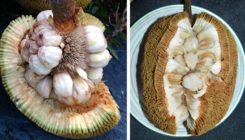[:es]One tree or two? Genes confirm Iban traditional knowledge in Borneo[:]