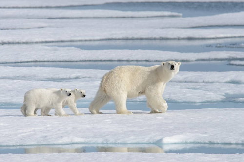 [:es]Una población de osos polares desconocida vive aislada con acceso limitado al hielo marino[:]