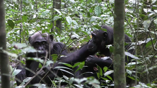 [:es] Los chimpancés salvajes hacen gestos a otros para dirigir la atención [:]