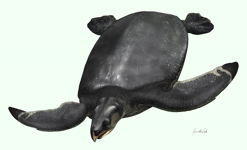 [:es]Descubiertos los restos de la gigantesca y enigmática ‘tortuga leviatán’ en los Pirineos [:]