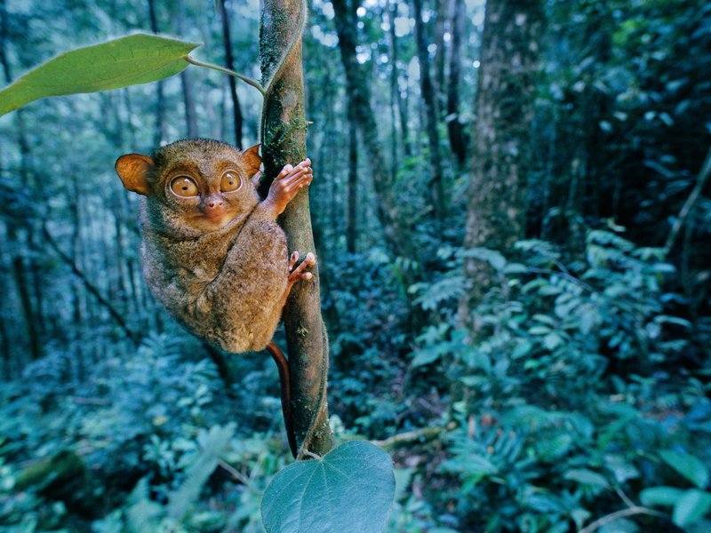 Borneo’s Mammals Face a Deadly Mix of Logging and Climate Change