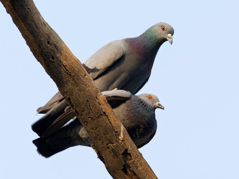 Pigeons’ Brains Work Kind of Like Ours