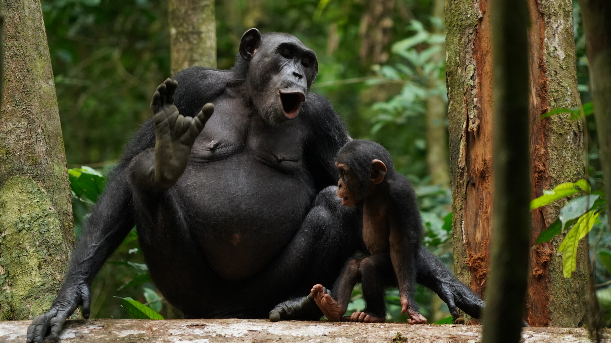 [:es] ¿Tienen los chimpancés un lenguaje secreto? [:]