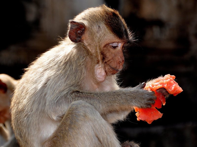 [:eu]What Really Made Primate Brains So Big?[:]