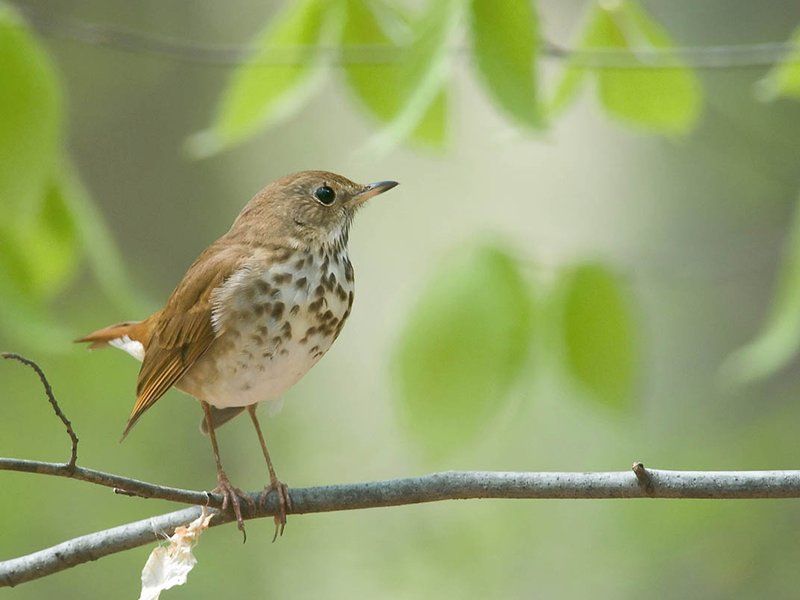 This Bird’s Songs Share Mathematical Hallmarks With Human Music