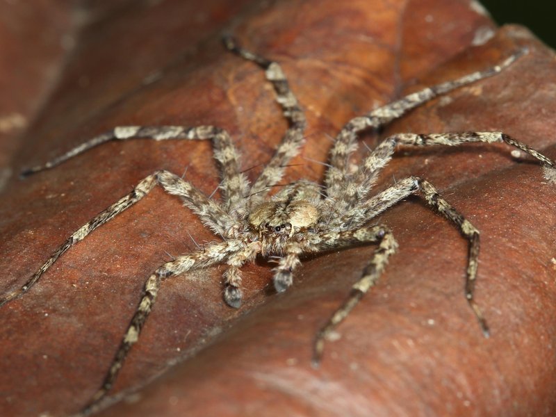 Gliding Spiders Found Falling From Tropical Trees