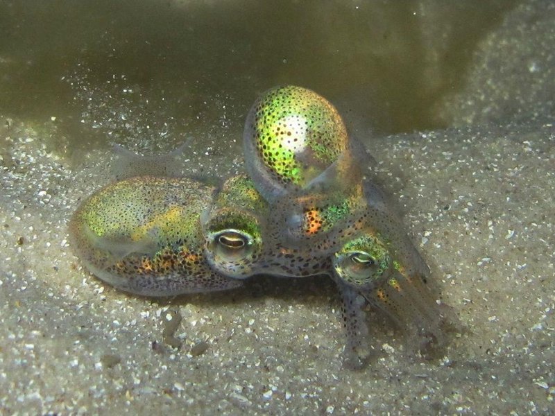 Threat of Being Eaten Doesn’t Deter Dumpling Squid From Sex