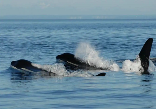 El secreto de la longevidad de las ballenas hembra para vivir el doble que los machos: la menopausia