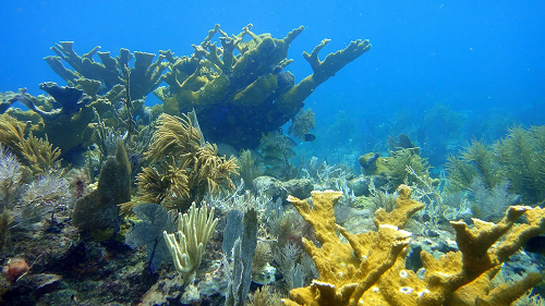 La química del agua somera podría hacer a los arrecifes más resistentes a la acidificación del océano