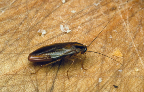 The origin of the cockroach: how a notorious pest conquered the world