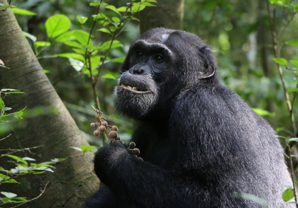 Los chimpancés enfermos toman antibióticos que buscan entre las plantas