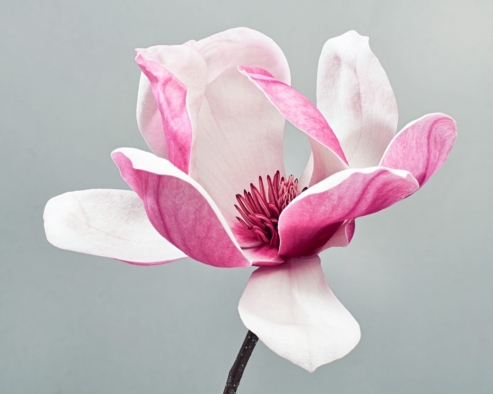 Polémica internacional entre biólogos: ¿las magnolias tienen que dejar de llamarse magnolias?
