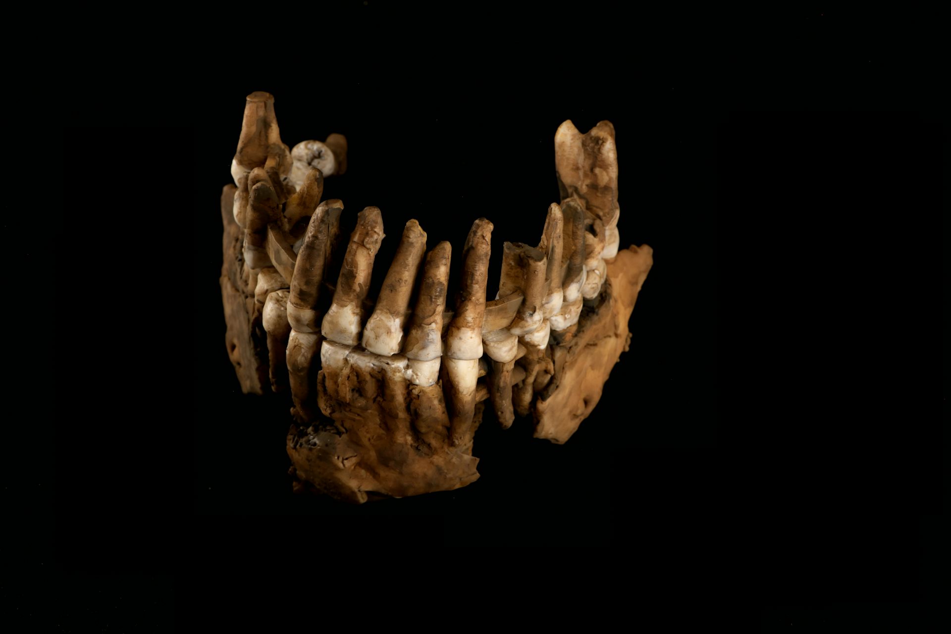 Un hallazgo en Francia revela que hubo al menos dos linajes de neandertales tardíos en Europa