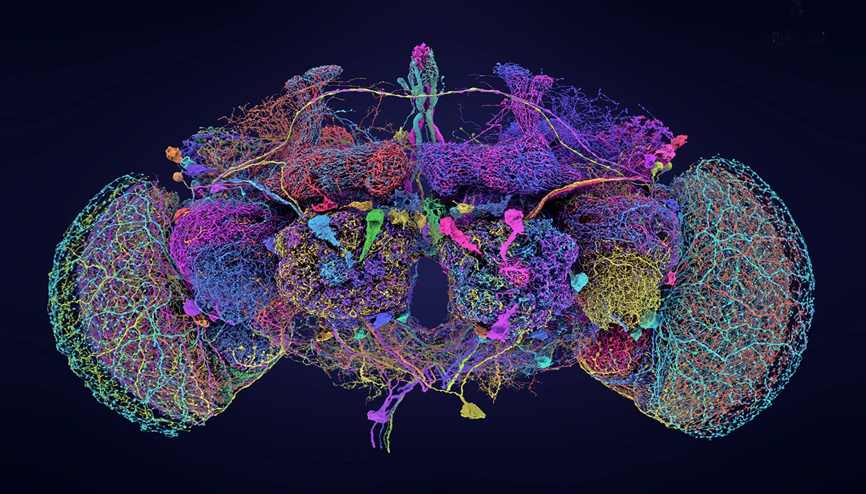 Largest brain map ever reveals fruit fly’s neurons in exquisite detail