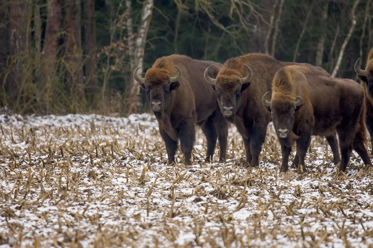 Investigadores de 25 universidades desaconsejan la introducción del bisonte europeo en la Península