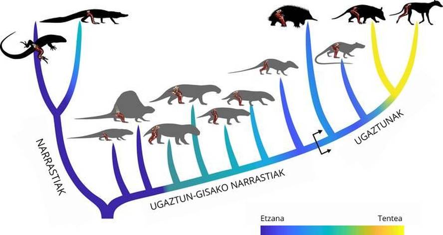 Ugaztunentzat ez zen erraza izan tente jartzea