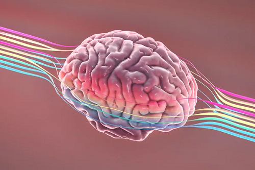 We may finally know how your brain got so big