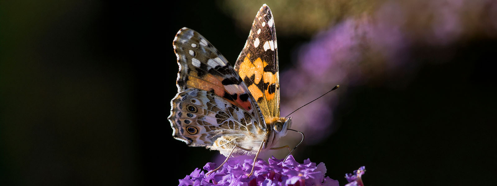 Los secretos de la migración de las mariposas, escritos en polen