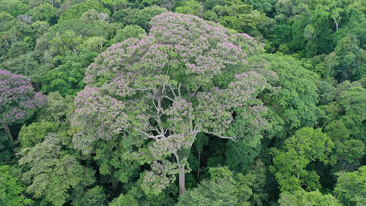 Some Tropical Trees Benefit from Lightning Strikes
