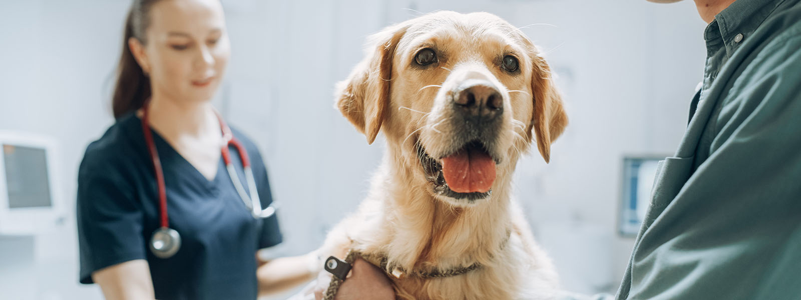 Perros y humanos: compañeros en la investigación del cáncer