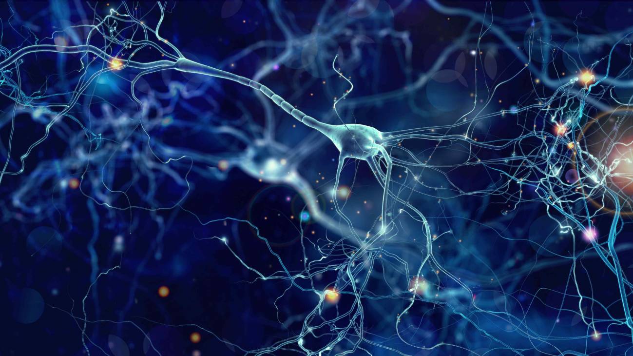 Revelan cómo el cerebro organiza y dirige su actividad más lenta