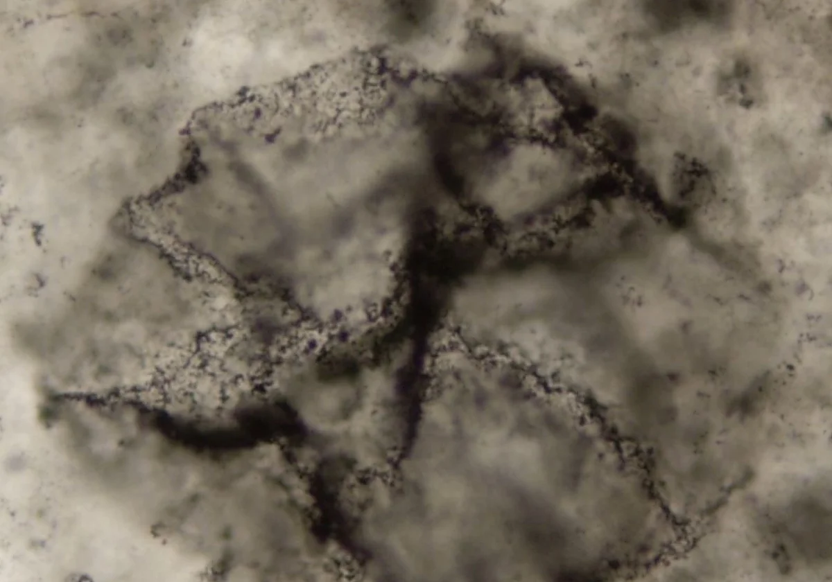 Captan, por primera vez, el ‘eco químico’ de la vida de hace 3.300 millones de años