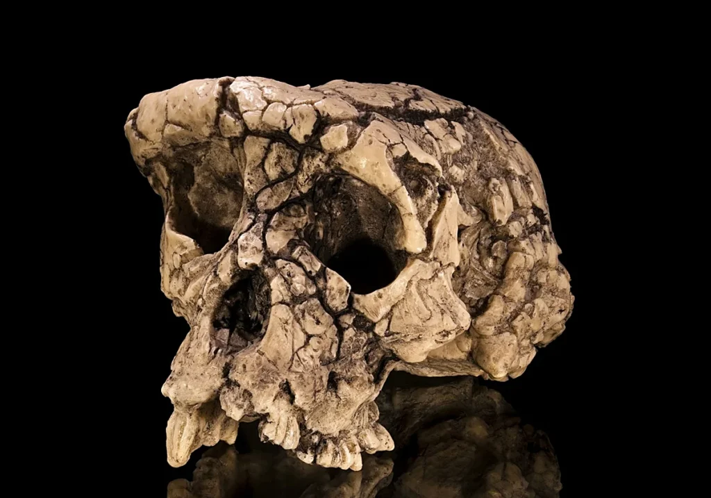 Confirmado: Toumaï, nuestro primer antepasado, ya caminaba erguido hace casi siete millones de años