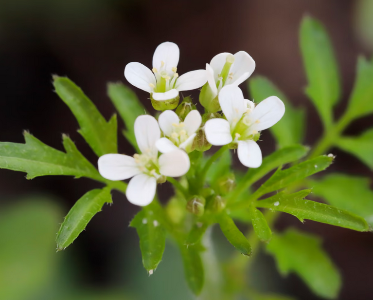 Plantwatch: Neighbouring plants warn each other about incoming stress