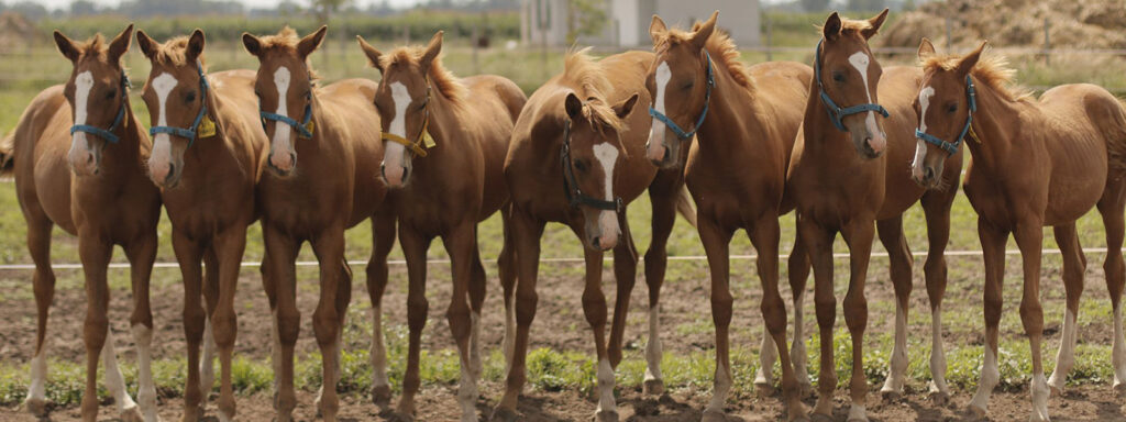 Campo de clones: cómo las réplicas de caballos llegaron a dominar el polo