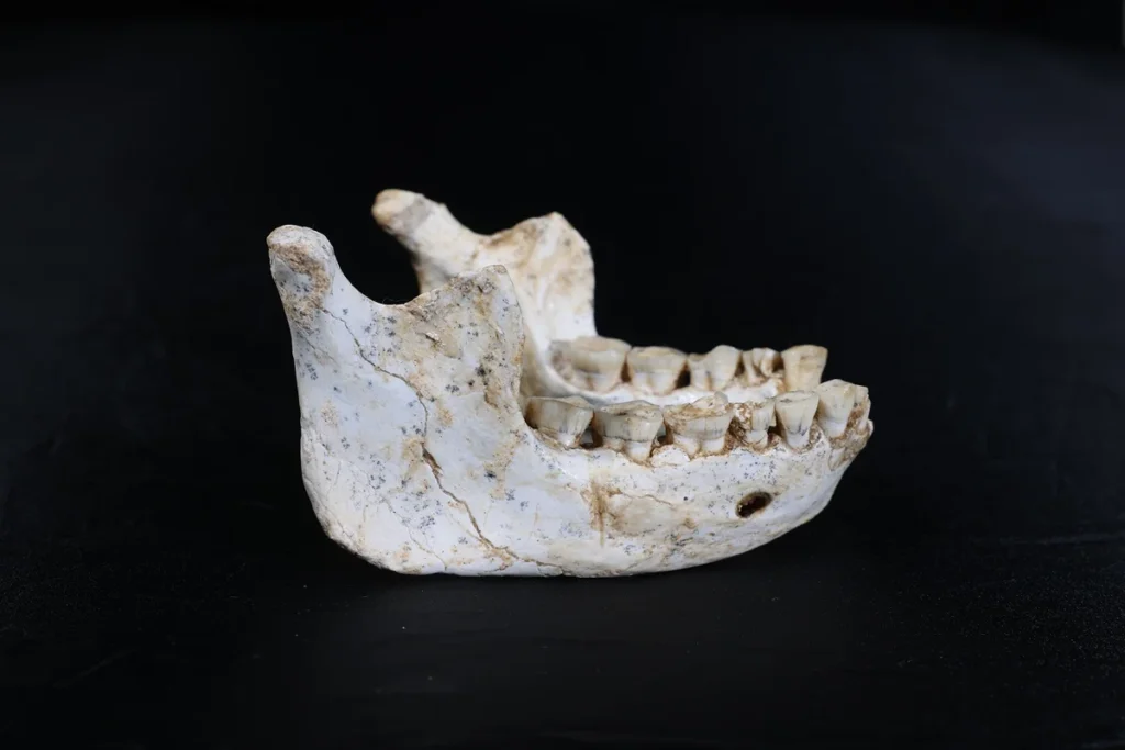Could This Fossil Be the Key Linking Humans, Neandertals and Denisovans?